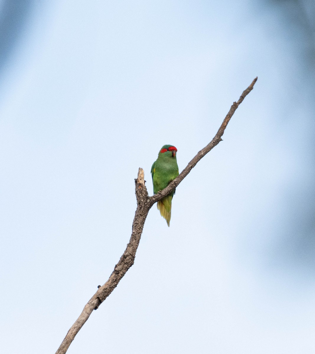 Musk Lorikeet - ML632956271