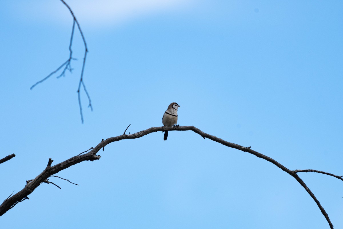 Double-barred Finch - ML632956272