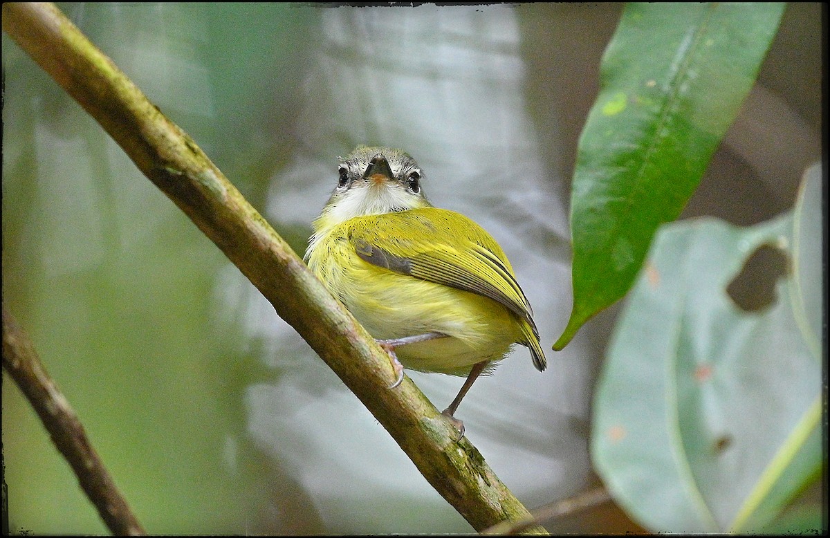 Short-tailed Pygmy-Tyrant - ML632956362