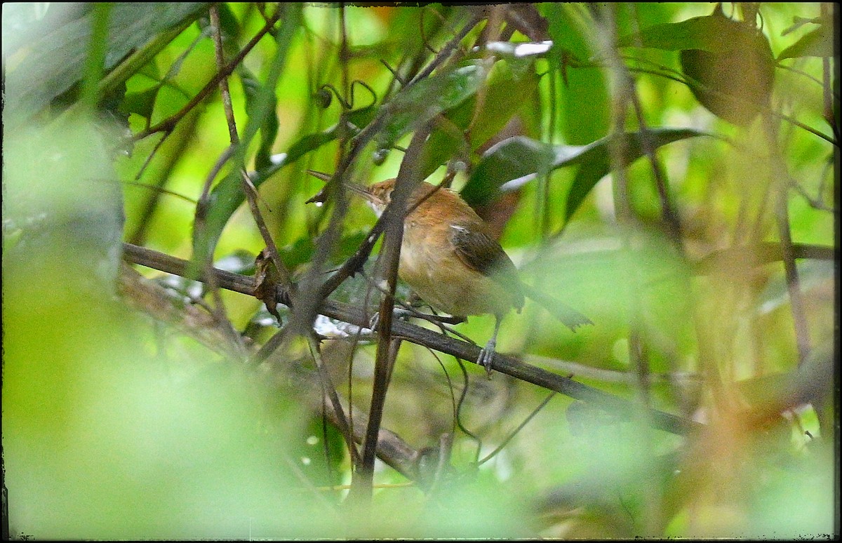 Chattering Gnatwren - ML632956364