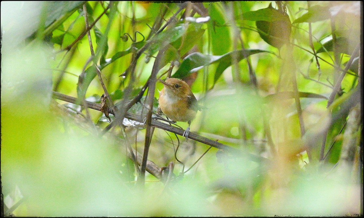 Chattering Gnatwren - ML632956365