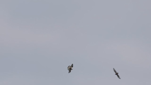 Rough-legged Hawk - ML632956444
