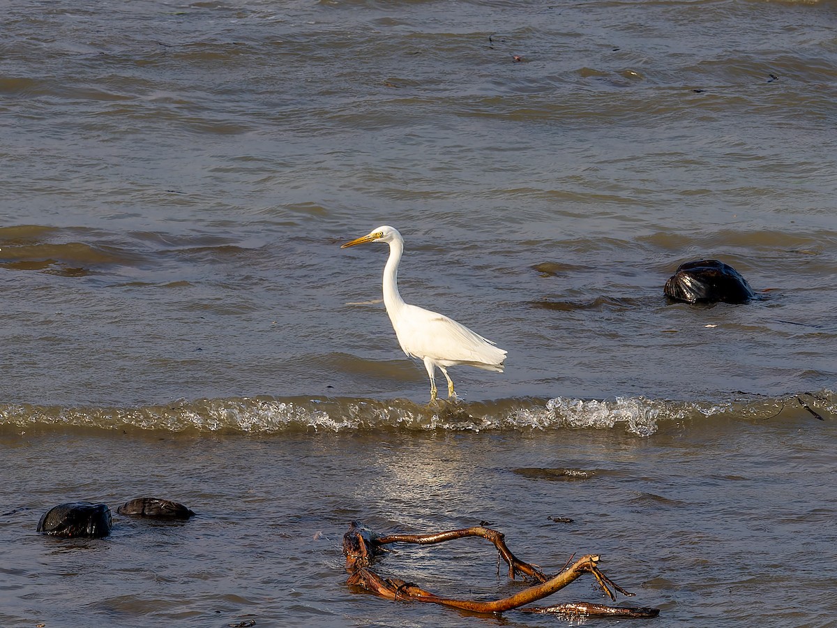 Pacific Reef-Heron - ML632956580