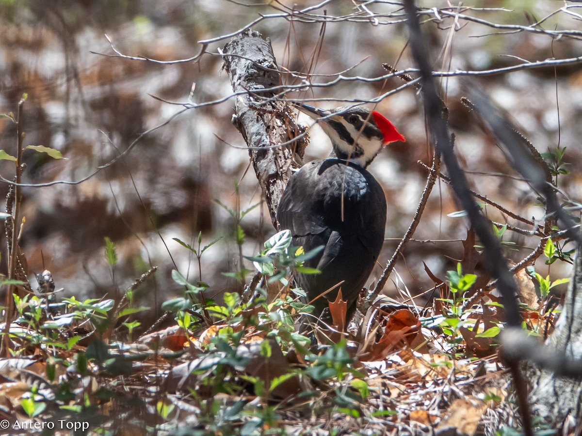 Pileated Woodpecker - ML632956590