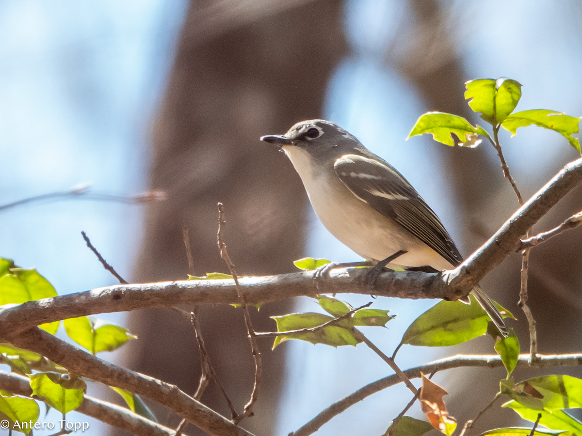 Blue-headed Vireo - ML632956595