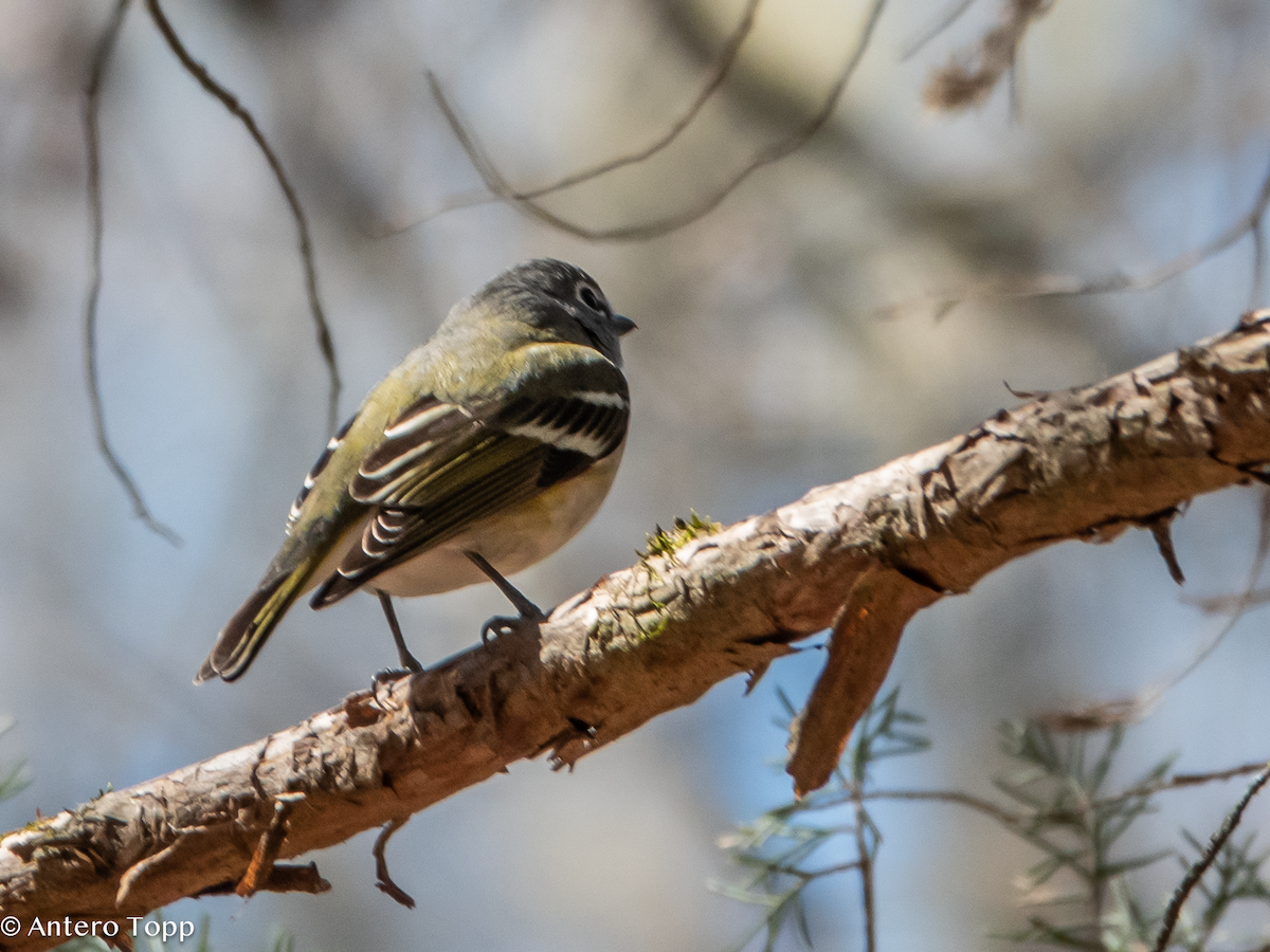 Blue-headed Vireo - ML632956596