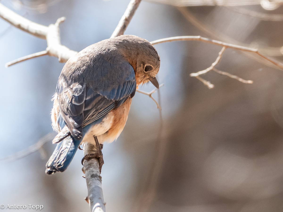 Eastern Bluebird - ML632956601
