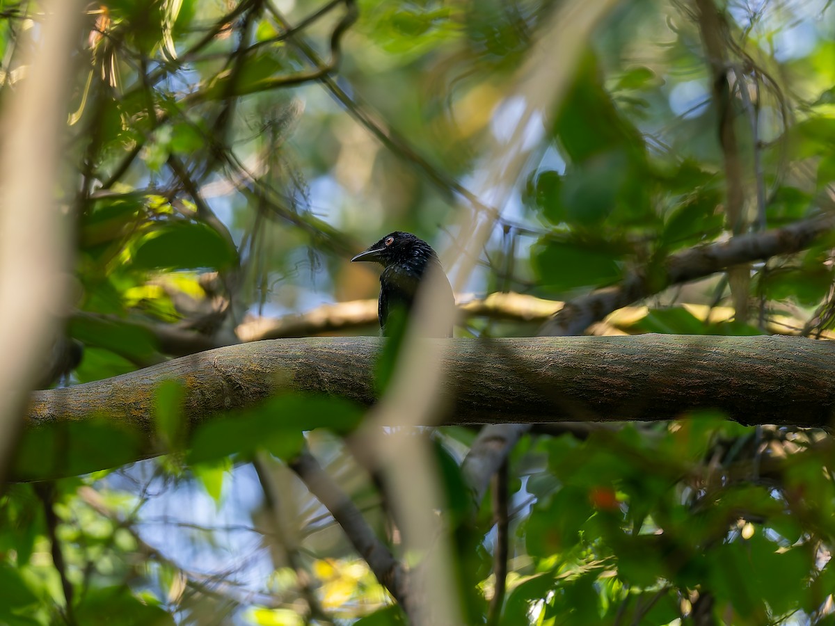 Crow-billed Drongo - ML632956668
