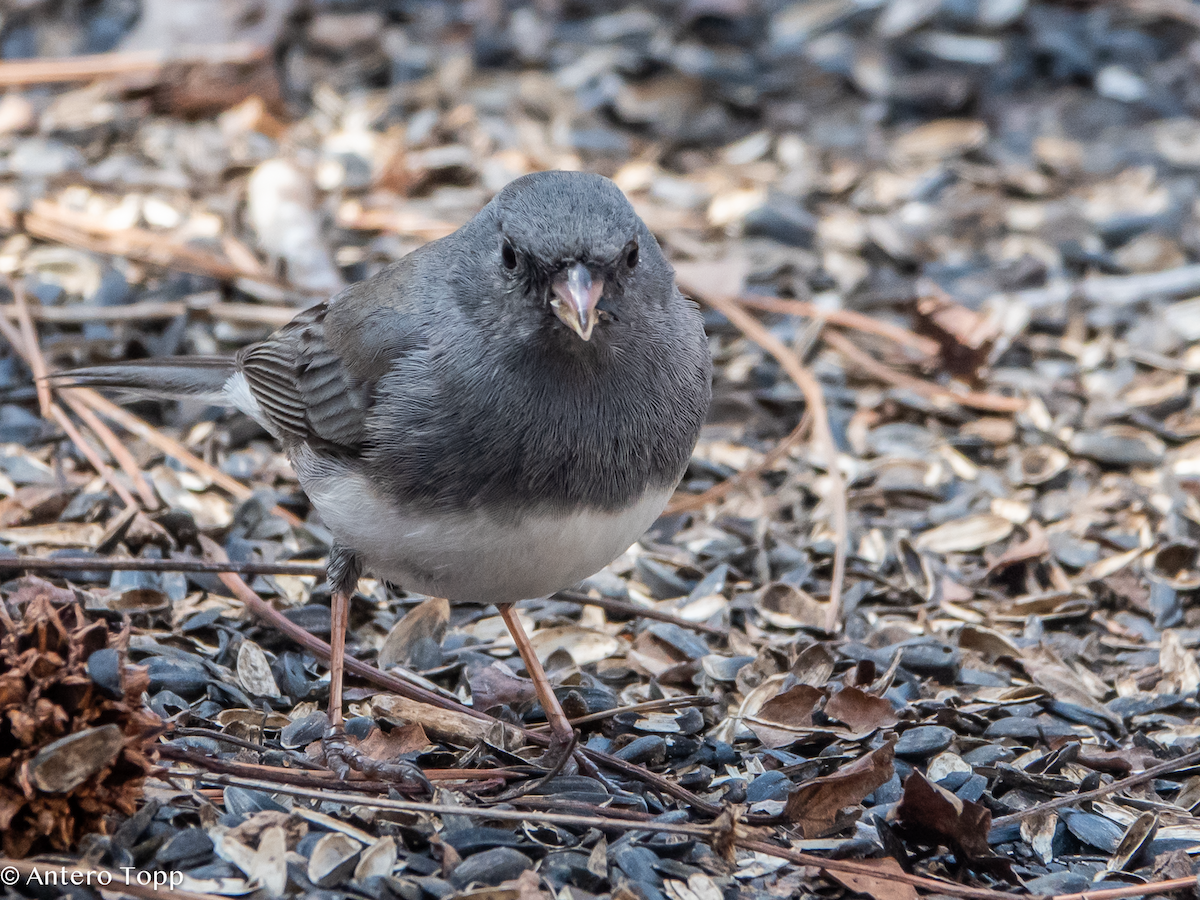 Junco Ojioscuro - ML632956689