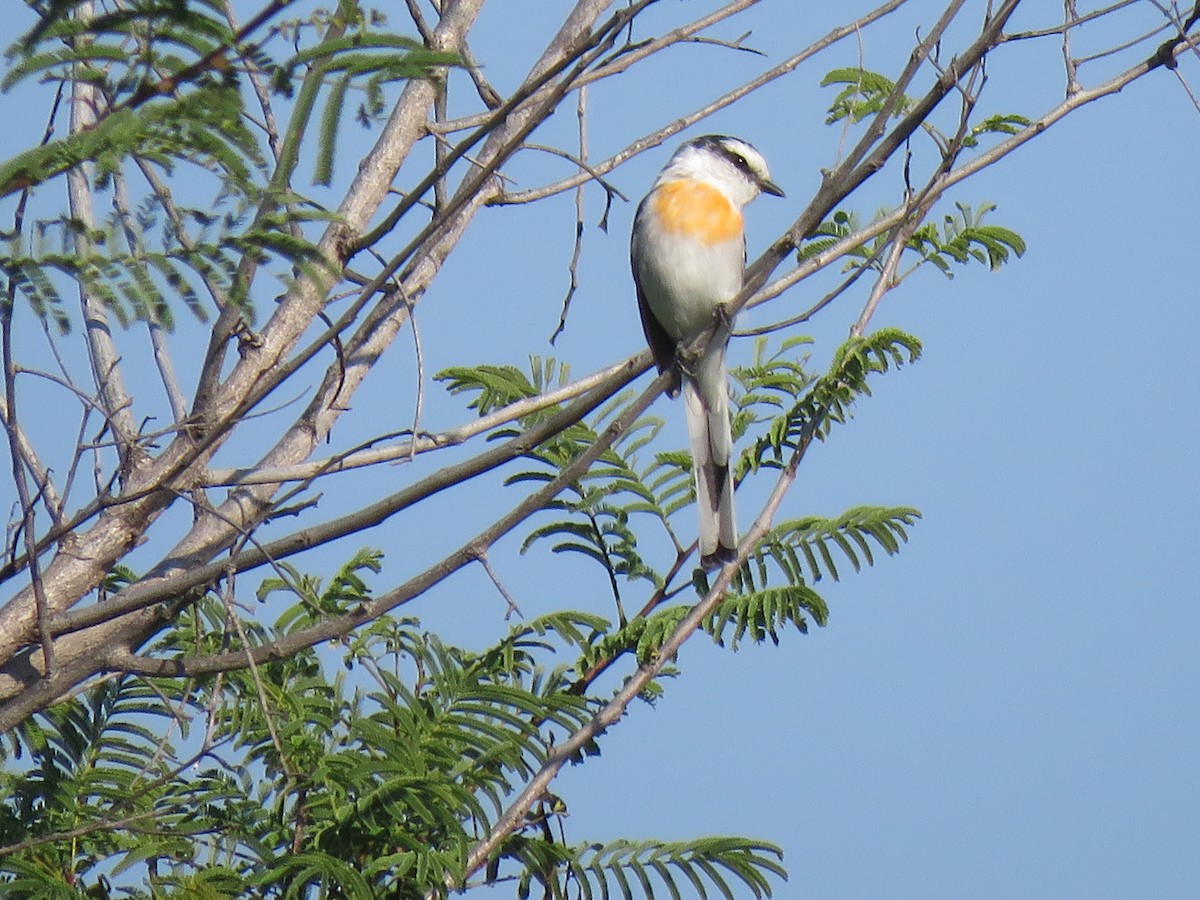 Jerdon's Minivet - ML632956953