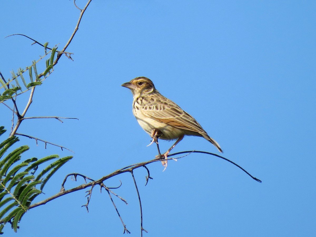 Burmese Bushlark - ML632957024