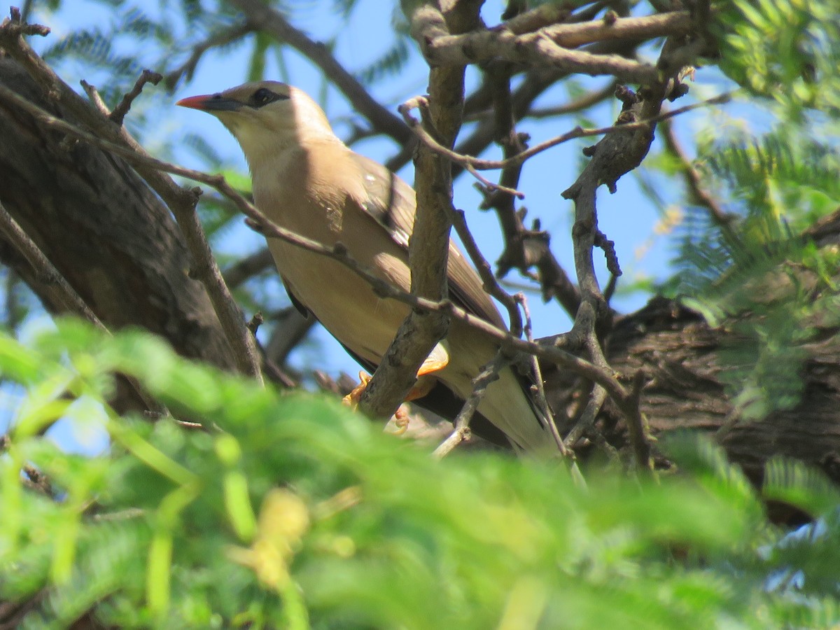 Burmese Myna - ML632957042