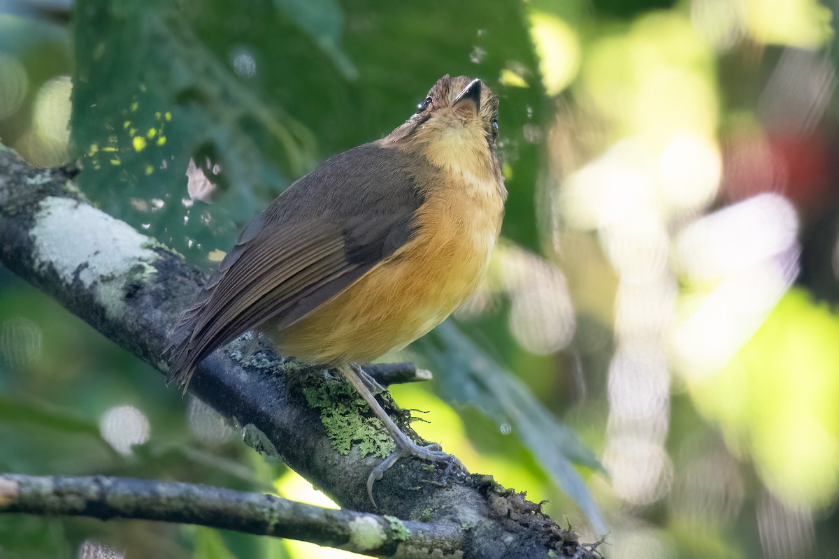 Leymebamba Antpitta - ML632957068
