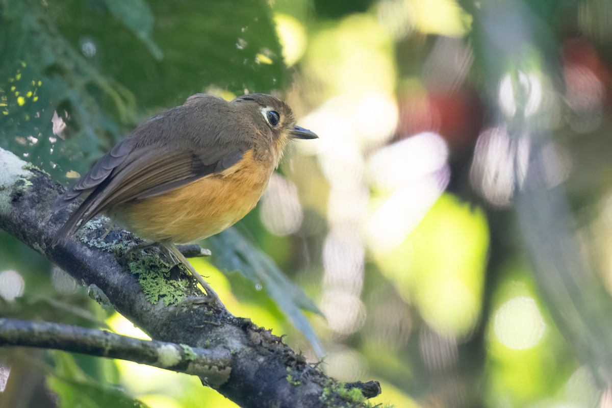 Leymebamba Antpitta - ML632957069