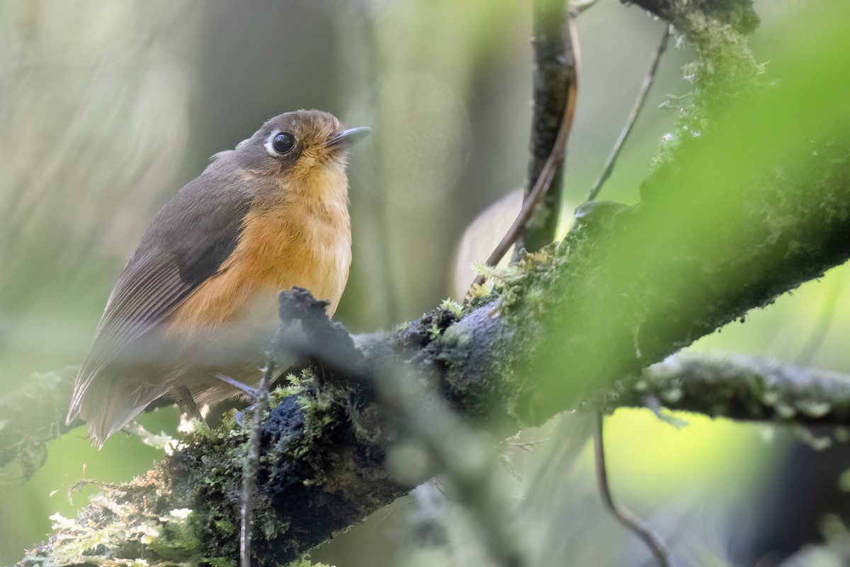 Leymebamba Antpitta - ML632957071