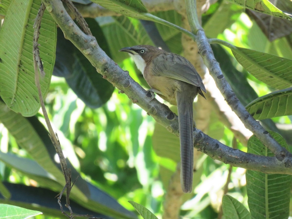 White-throated Babbler - ML632957074