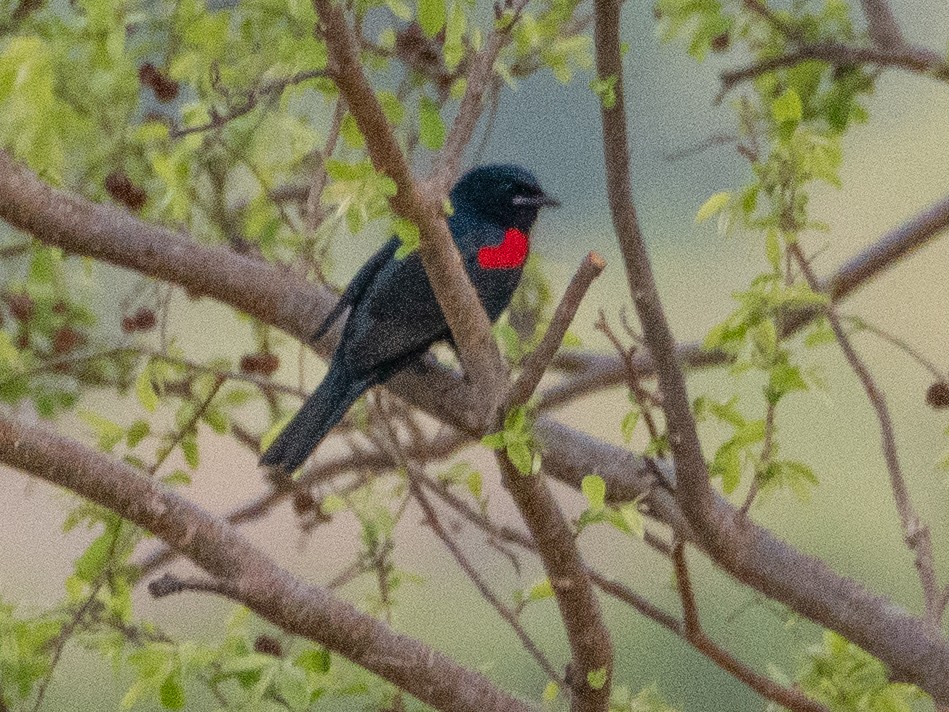Red-shouldered Cuckooshrike - ML632957245