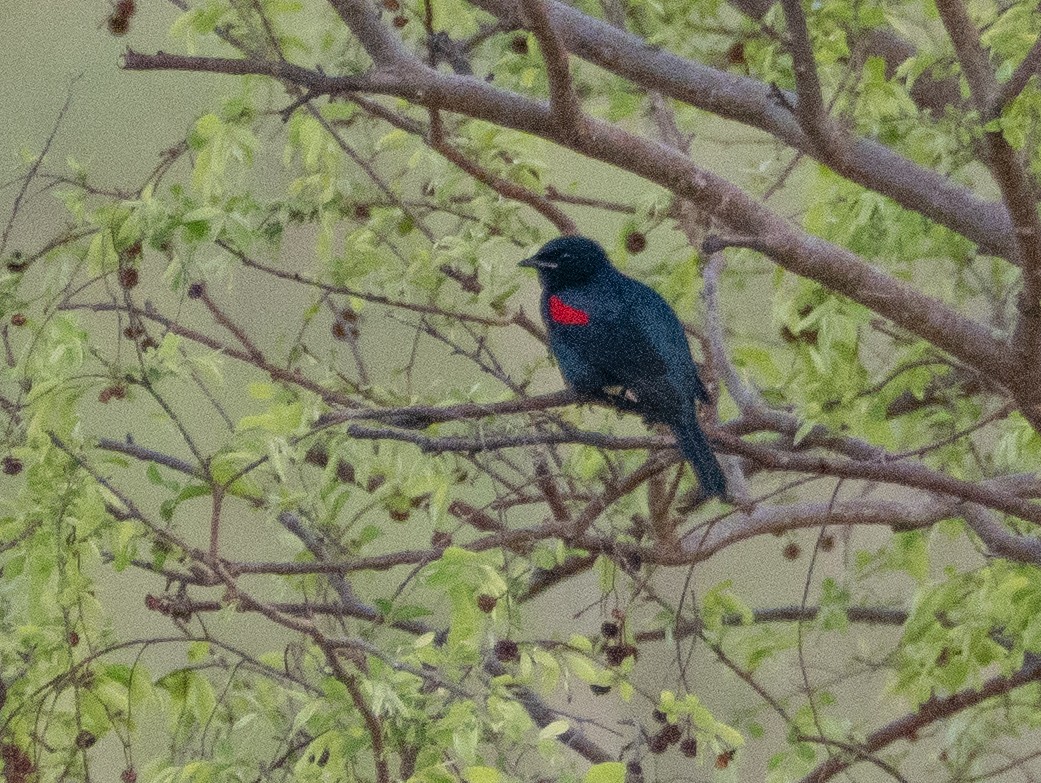 Red-shouldered Cuckooshrike - ML632957246
