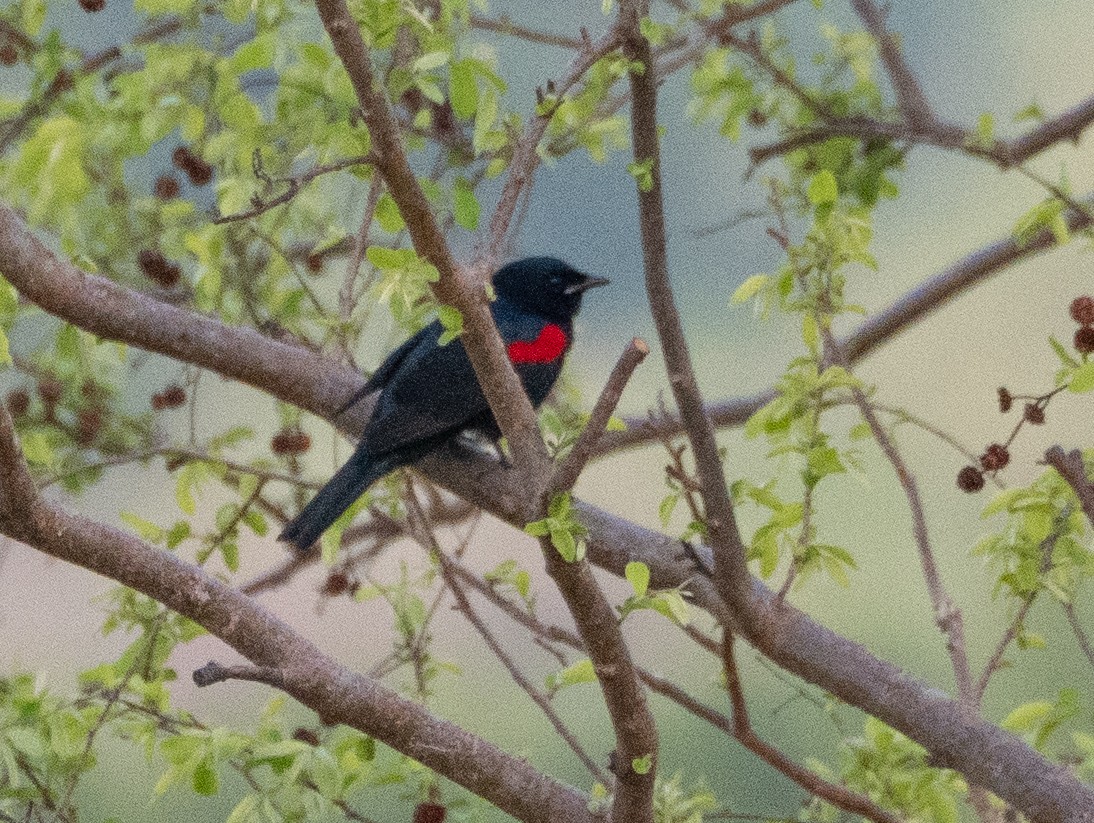 Red-shouldered Cuckooshrike - ML632957247