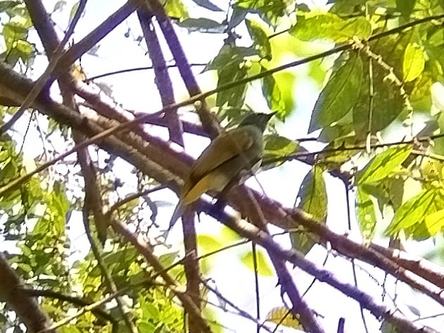 Gray-bellied Bulbul - ML632957465