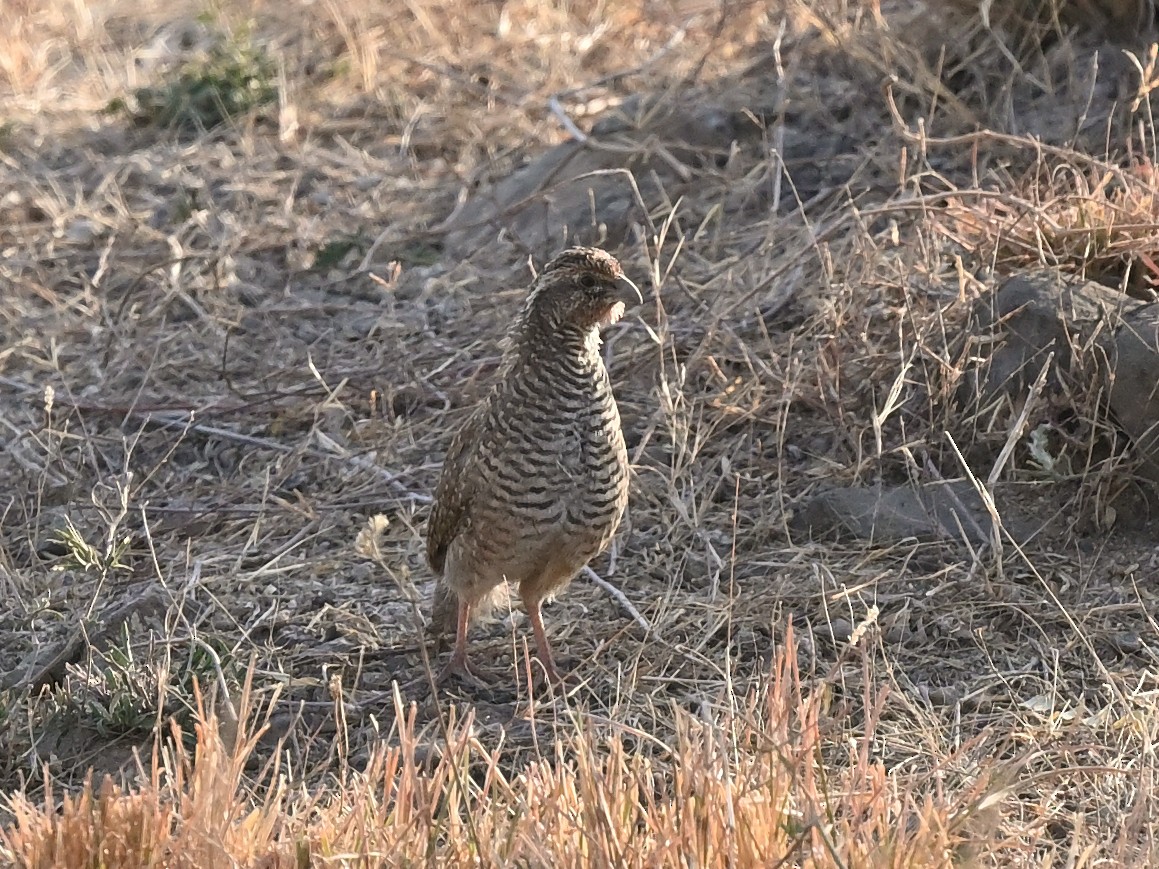 Perdicilla Argundá - ML632957485