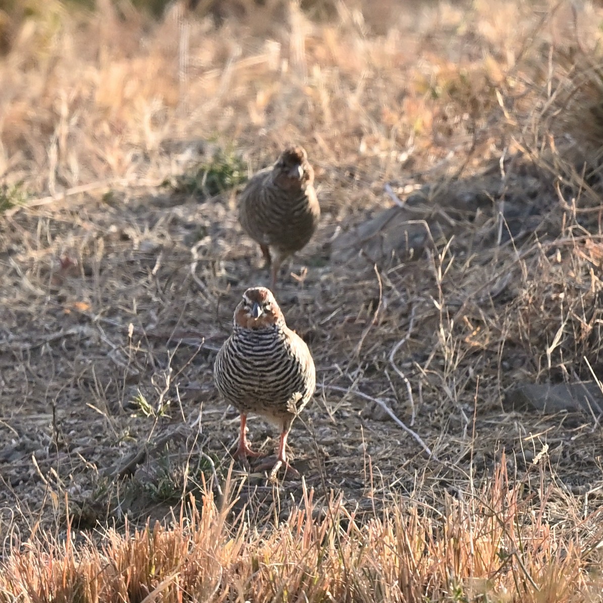 Perdicilla Argundá - ML632957486