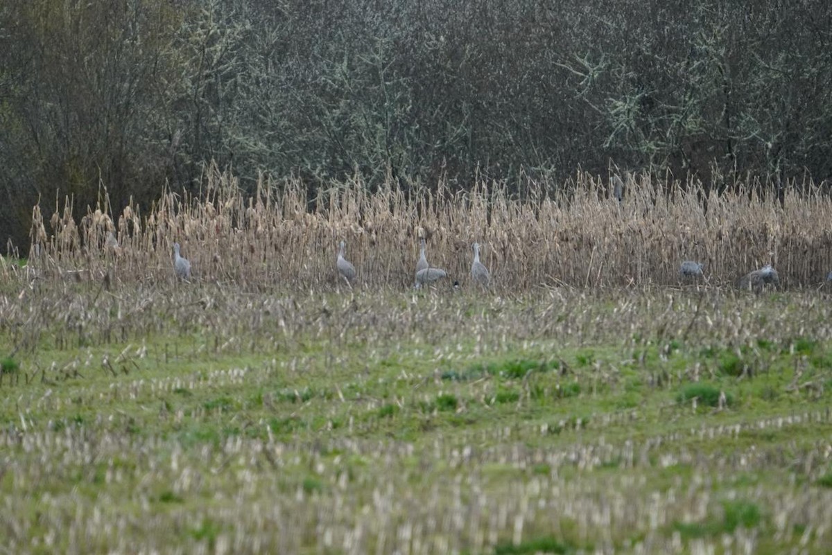 jeřáb kanadský - ML632957513