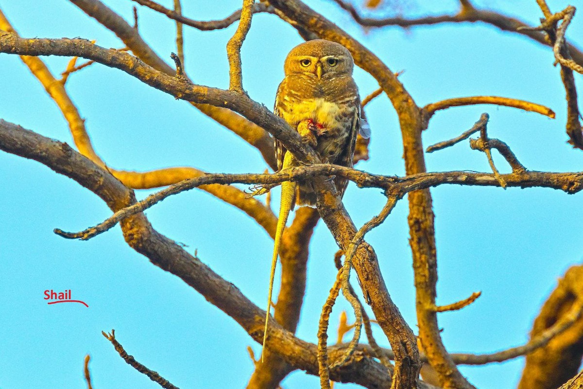 Forest Owlet - ML632957568