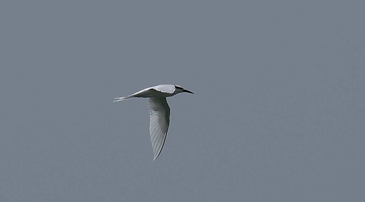 Black-naped Tern - ML632957649