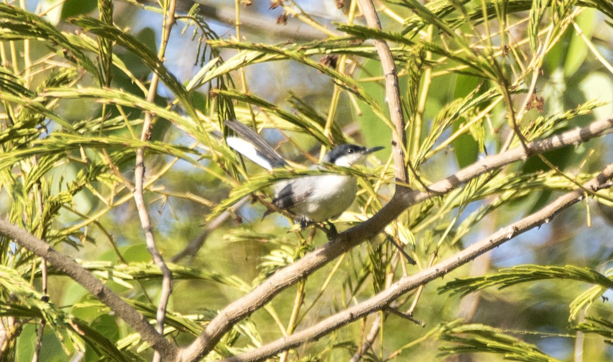 Tropical Gnatcatcher (atricapilla) - ML632957932