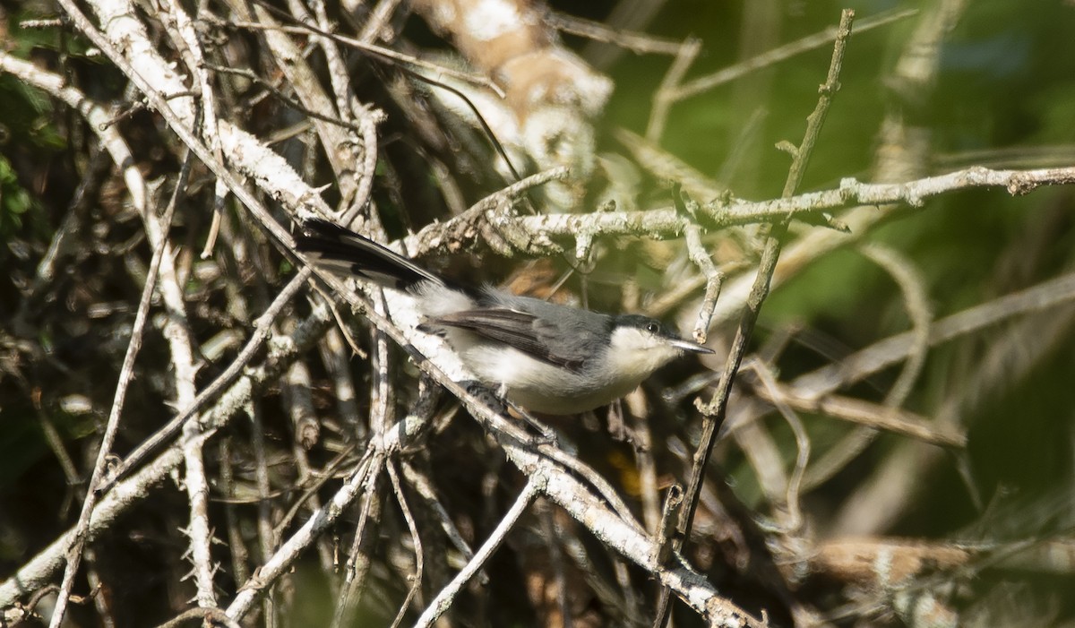 Tropical Gnatcatcher (atricapilla) - ML632957933