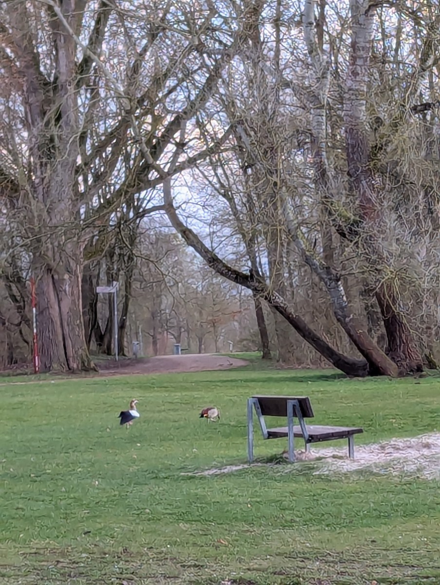 Egyptian Goose - ML632957938