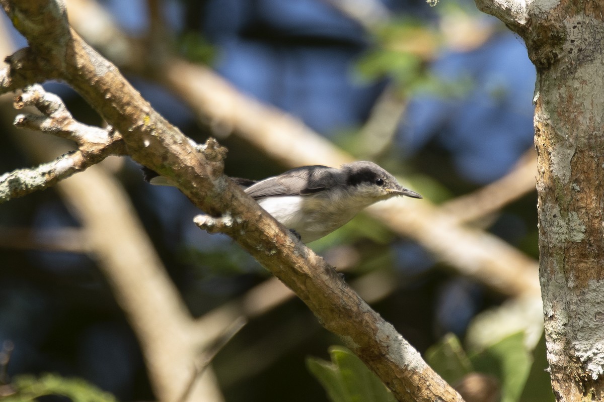 Tropical Gnatcatcher (atricapilla) - ML632957965