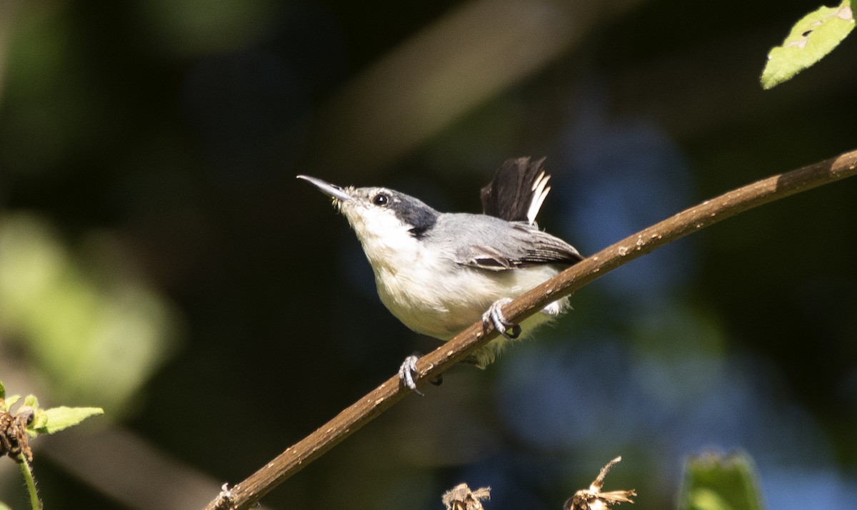Tropical Gnatcatcher (atricapilla) - ML632957982