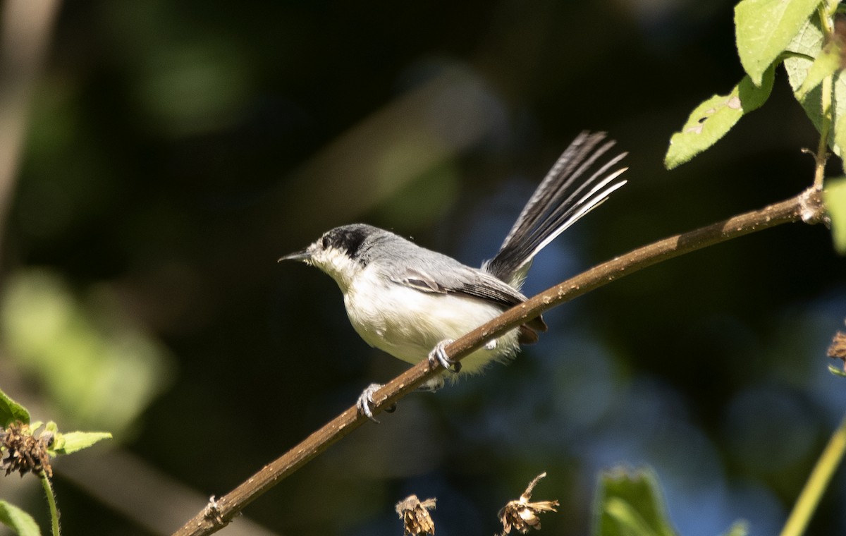 Tropical Gnatcatcher (atricapilla) - ML632957983