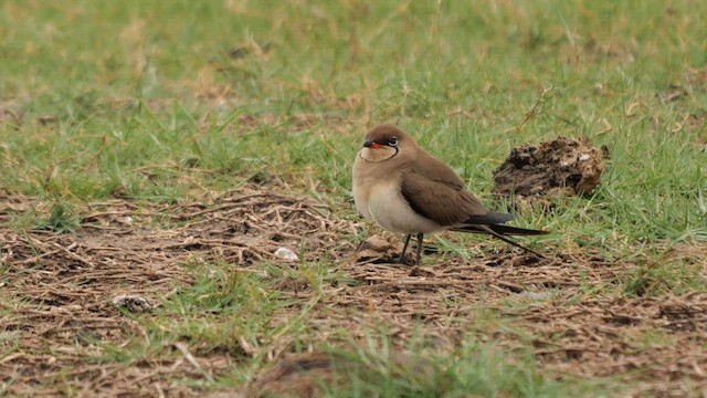 Collared Pratincole - ML632958008
