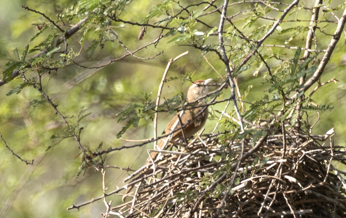 Rufous-fronted Thornbird (Rufous-winged) - ML632958231