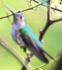 *** mayasabelvinge (curvipennis) - ML632958381