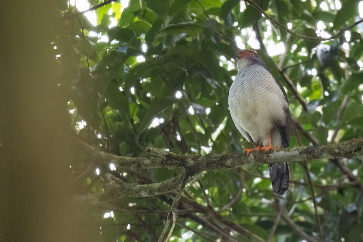 Lined Forest-Falcon - ML632958544