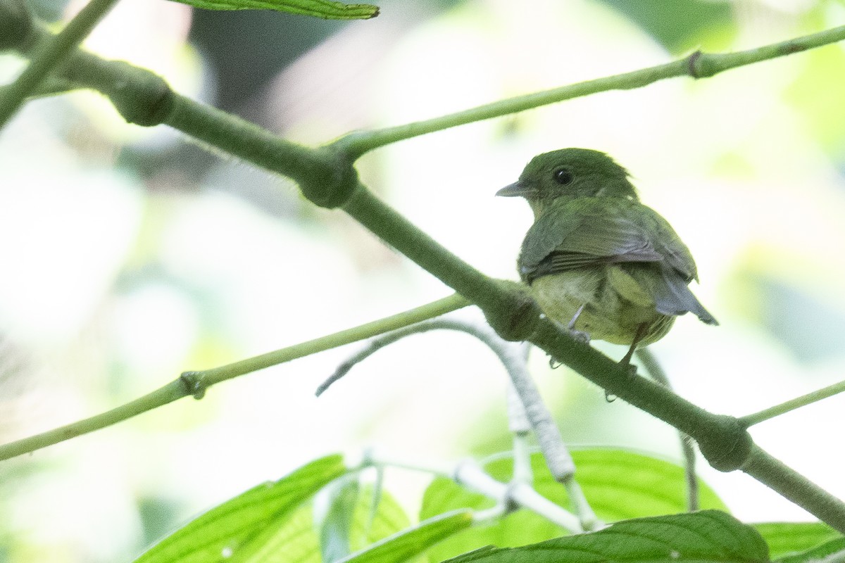 grønnmanakin - ML632958563