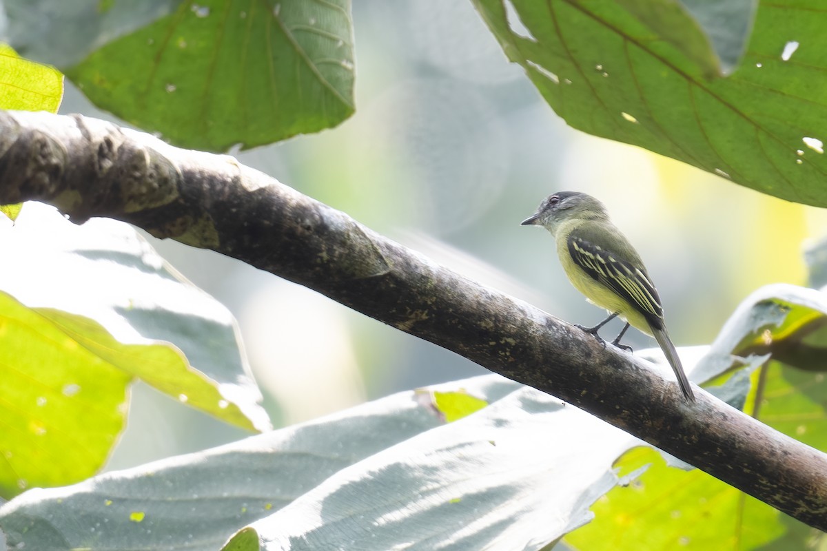 サンロクキクイタダキモドキ - ML632958573