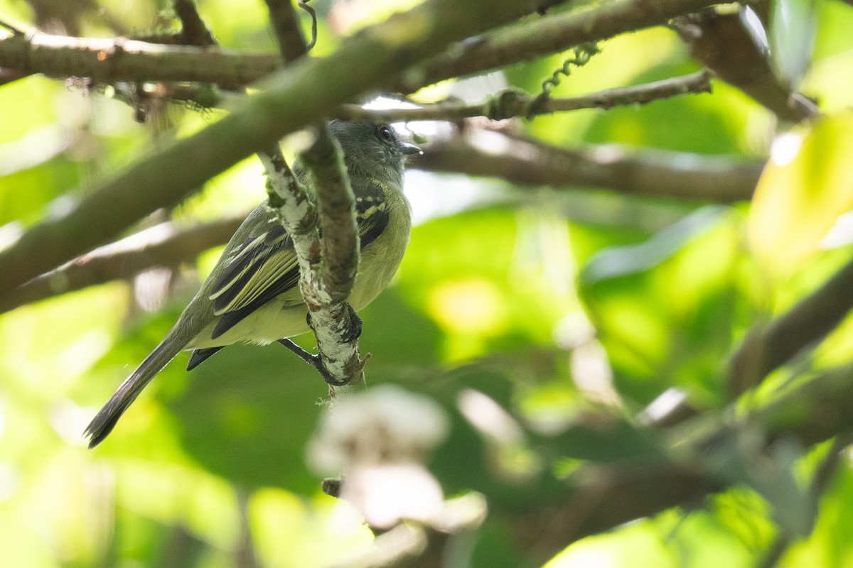 サンロクキクイタダキモドキ - ML632958575