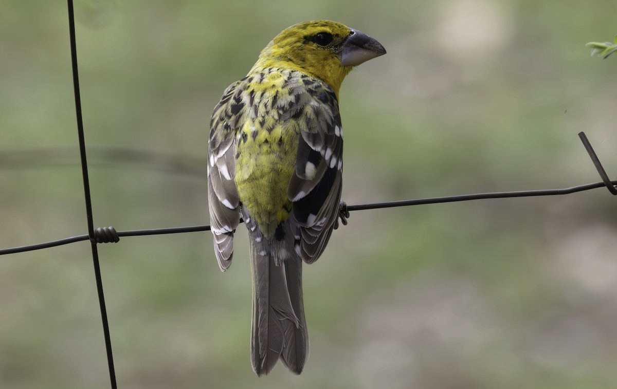 Yellow Grosbeak - ML632958628