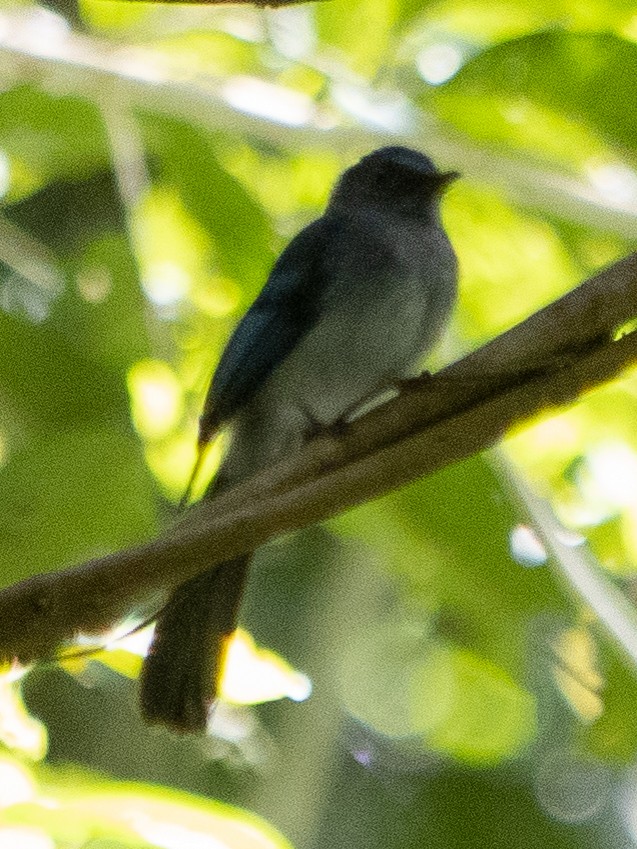 Visayan Blue-Fantail - ML632958645