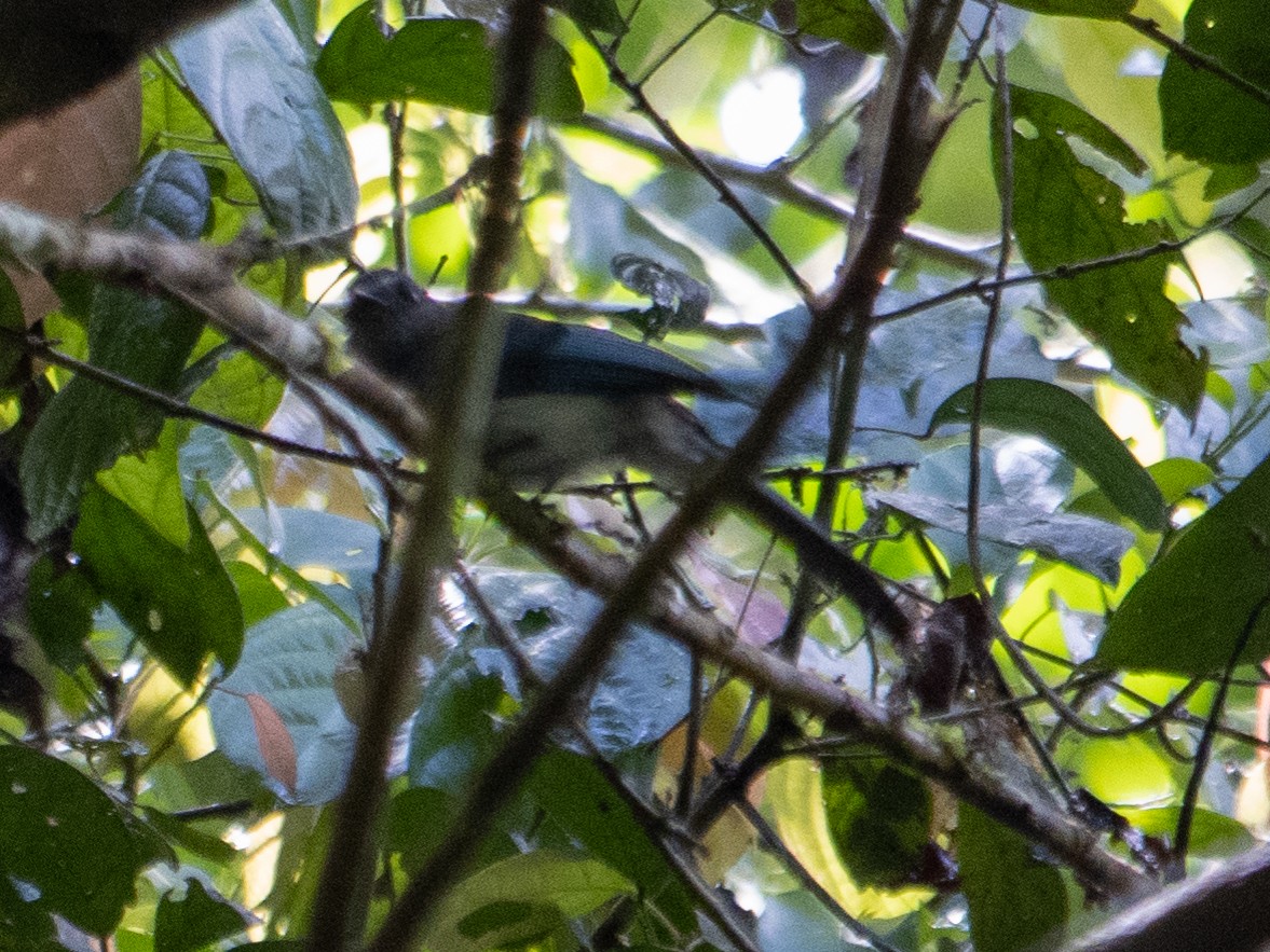 Visayan Blue-Fantail - ML632958646