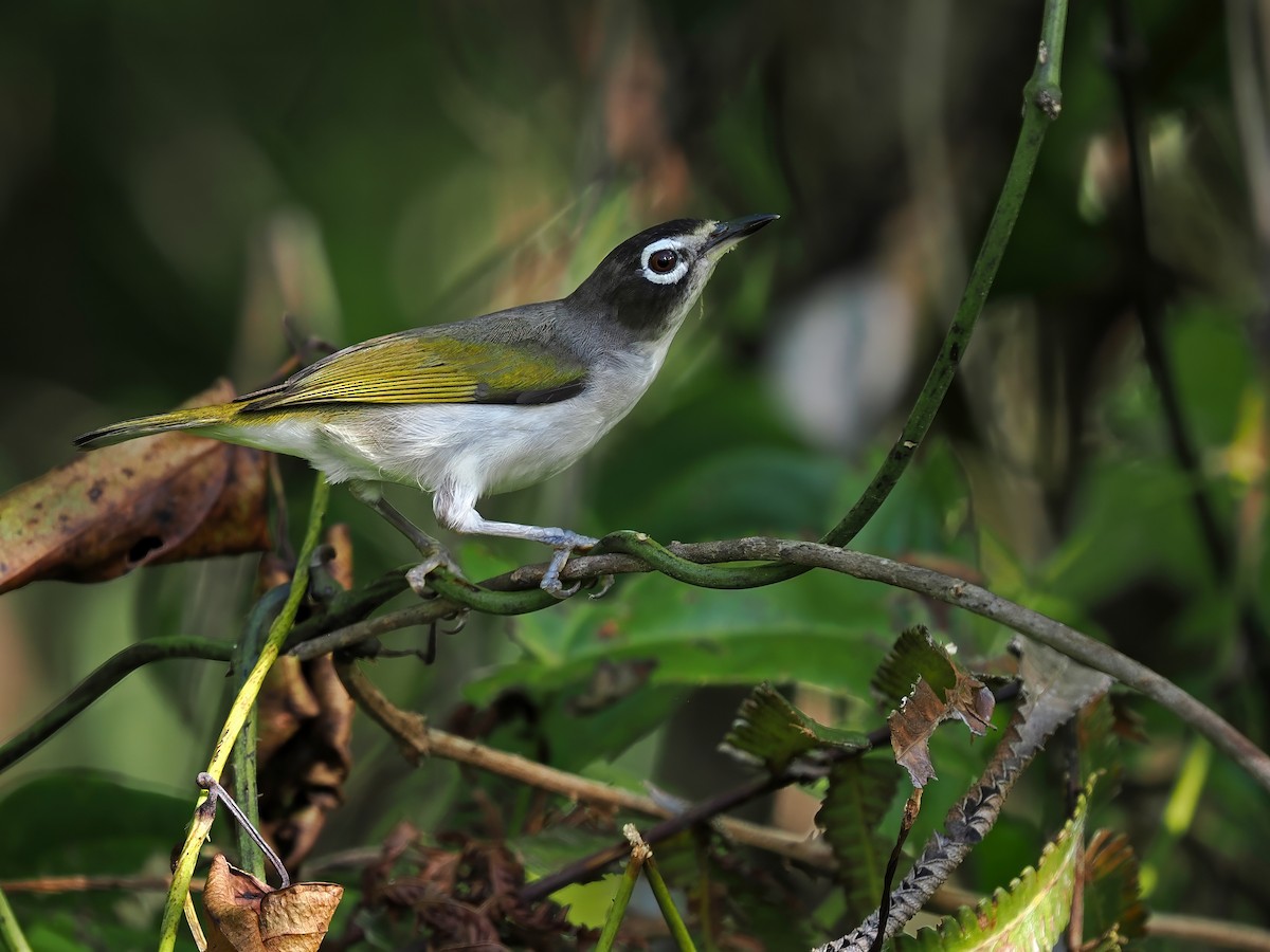 Morotai White-eye - ML632958718