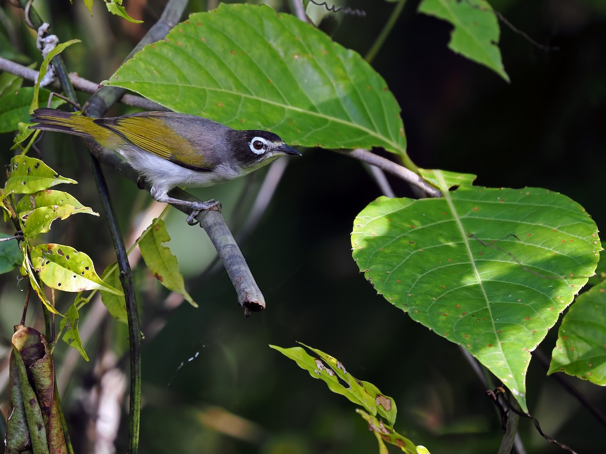 Morotai White-eye - ML632958751