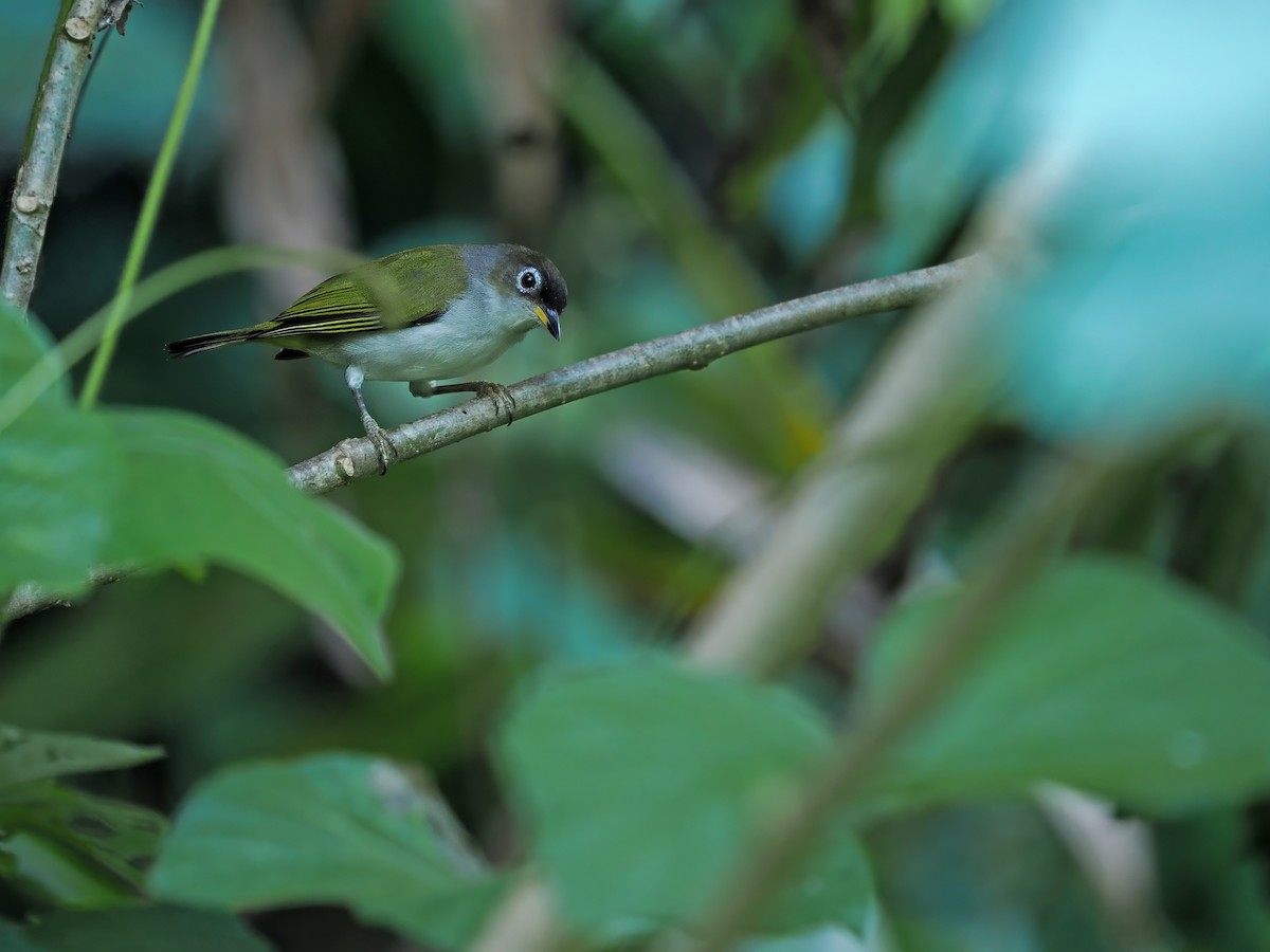 Cream-throated White-eye (Bacan) - ML632958790