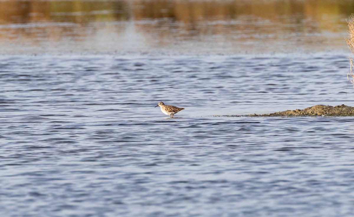Long-toed Stint - ML632959161
