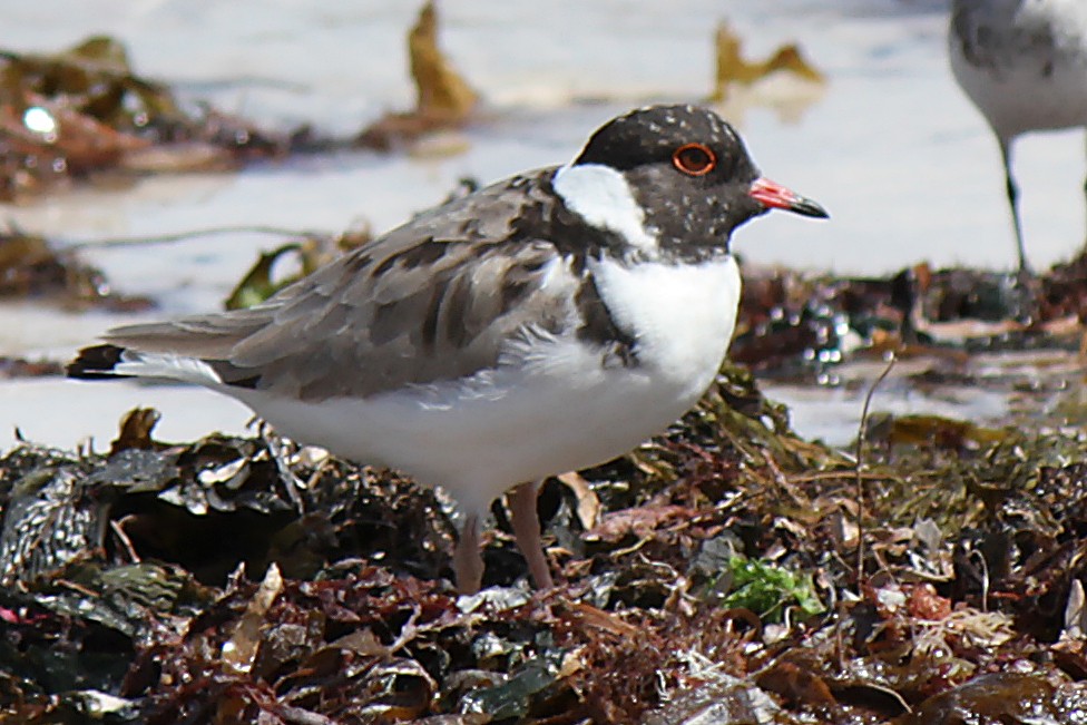 Hooded Plover - ML632959195